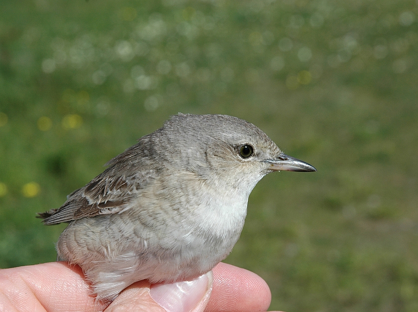 Barred Warbler, Sundre 20100604